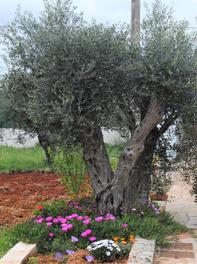 Microborgopasca Bed and Breakfast Sannicola Εξωτερικό φωτογραφία